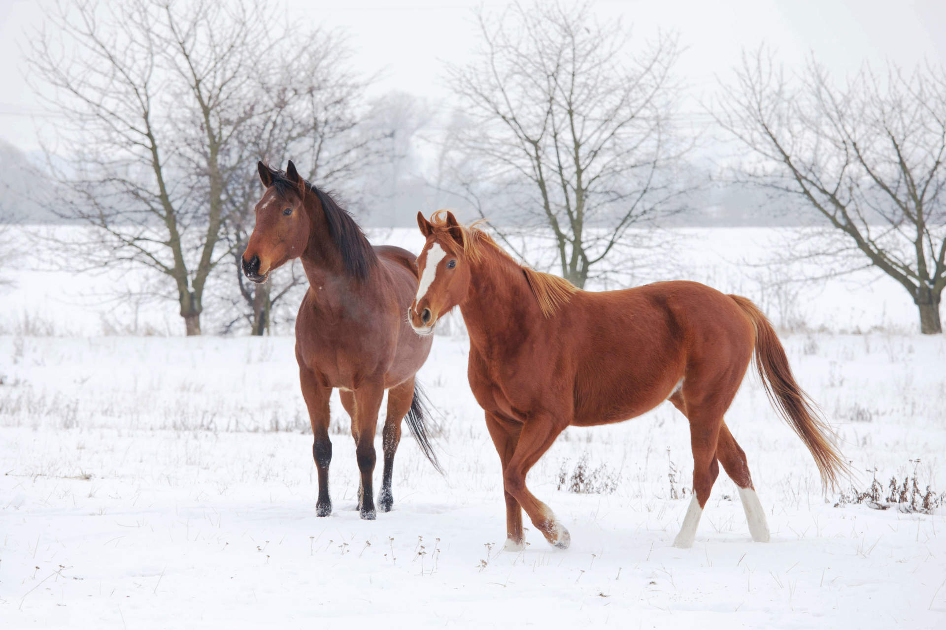 blanketing-dont-let-your-horses-be-left-out-in-the-cold
