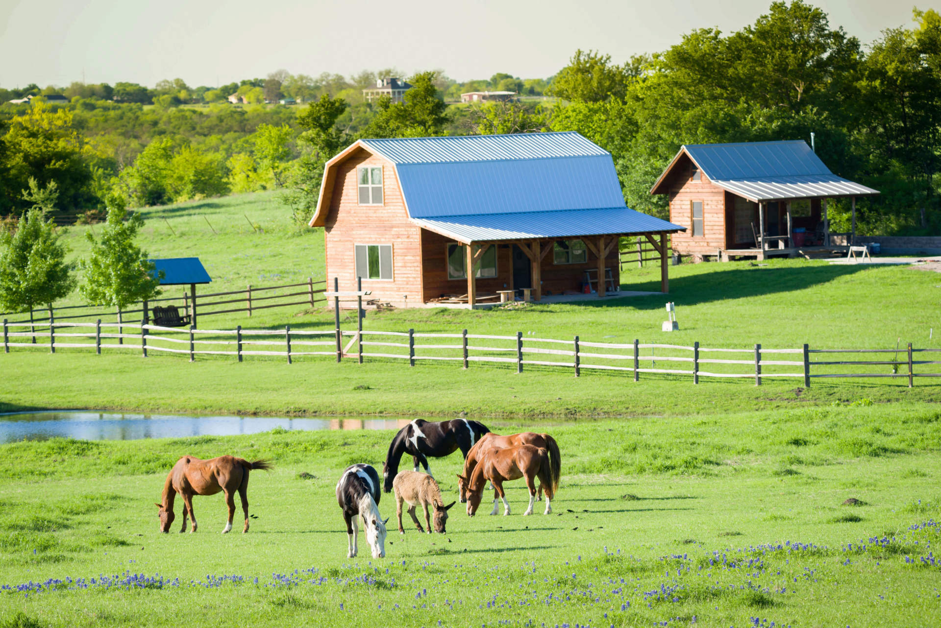 late-summer-concerns-bots-and-pasture-conundrums
