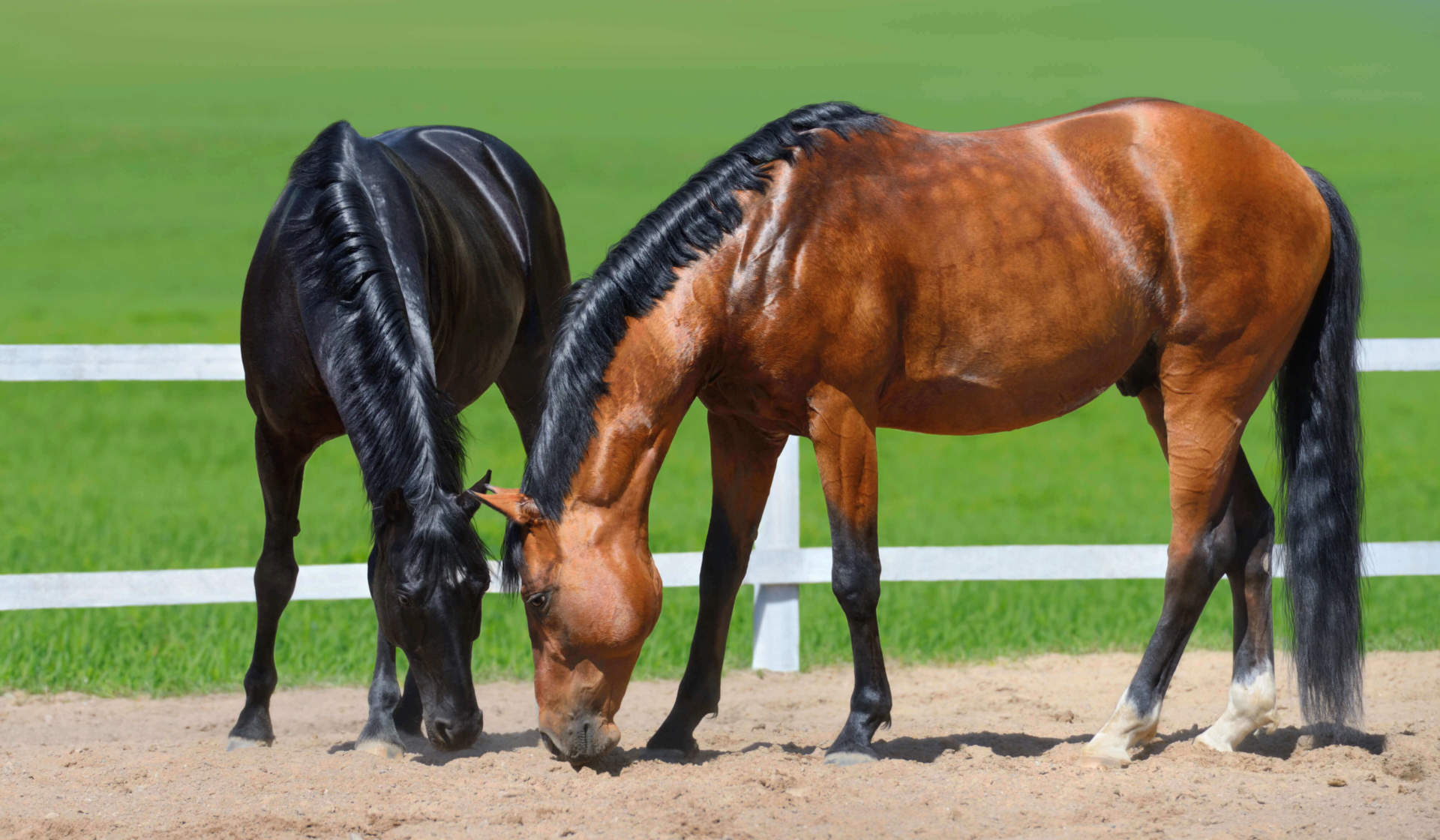 anatomy-of-your-horses-skin