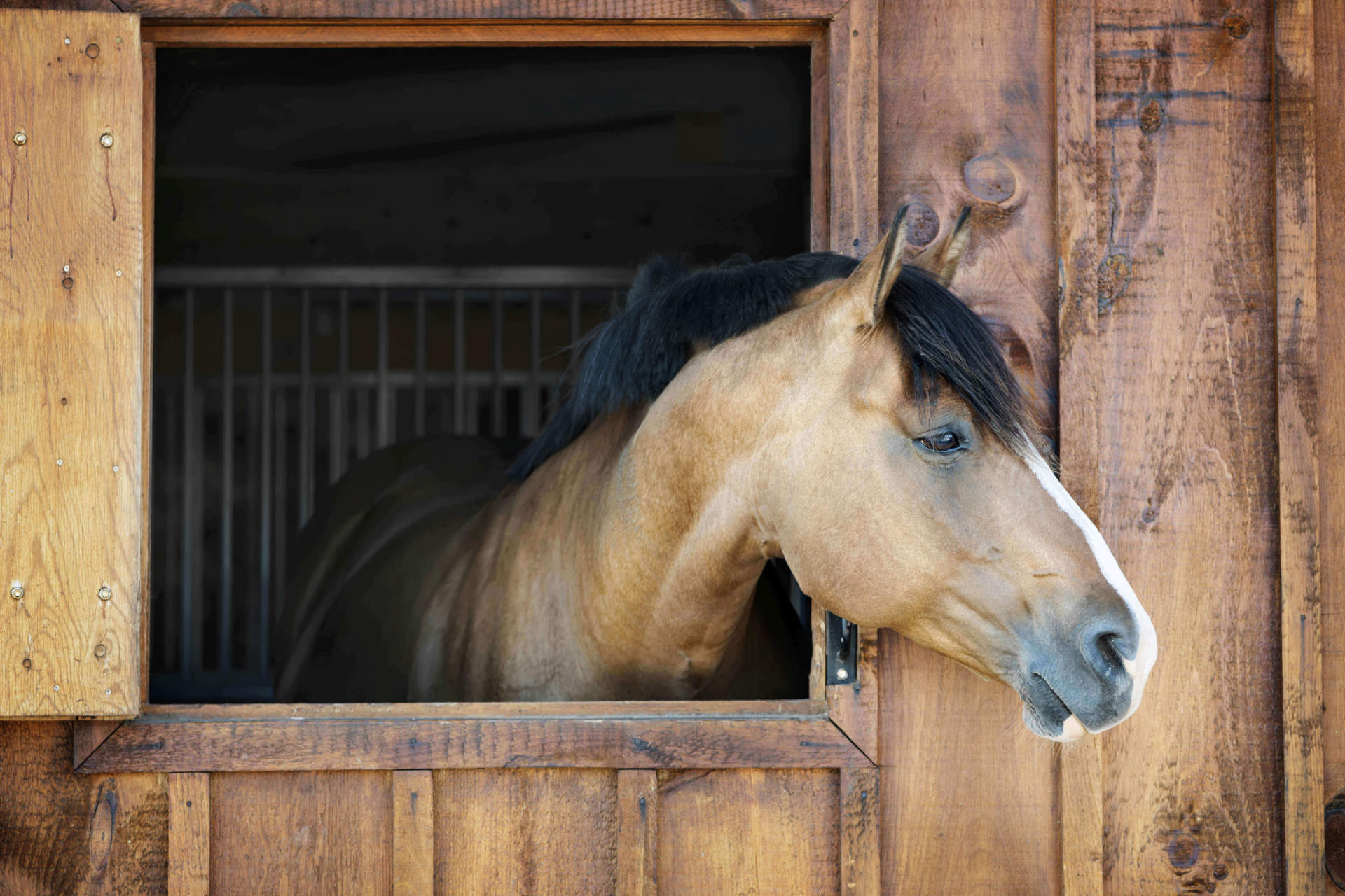 equine-allergies-nothing-to-sneeze-at