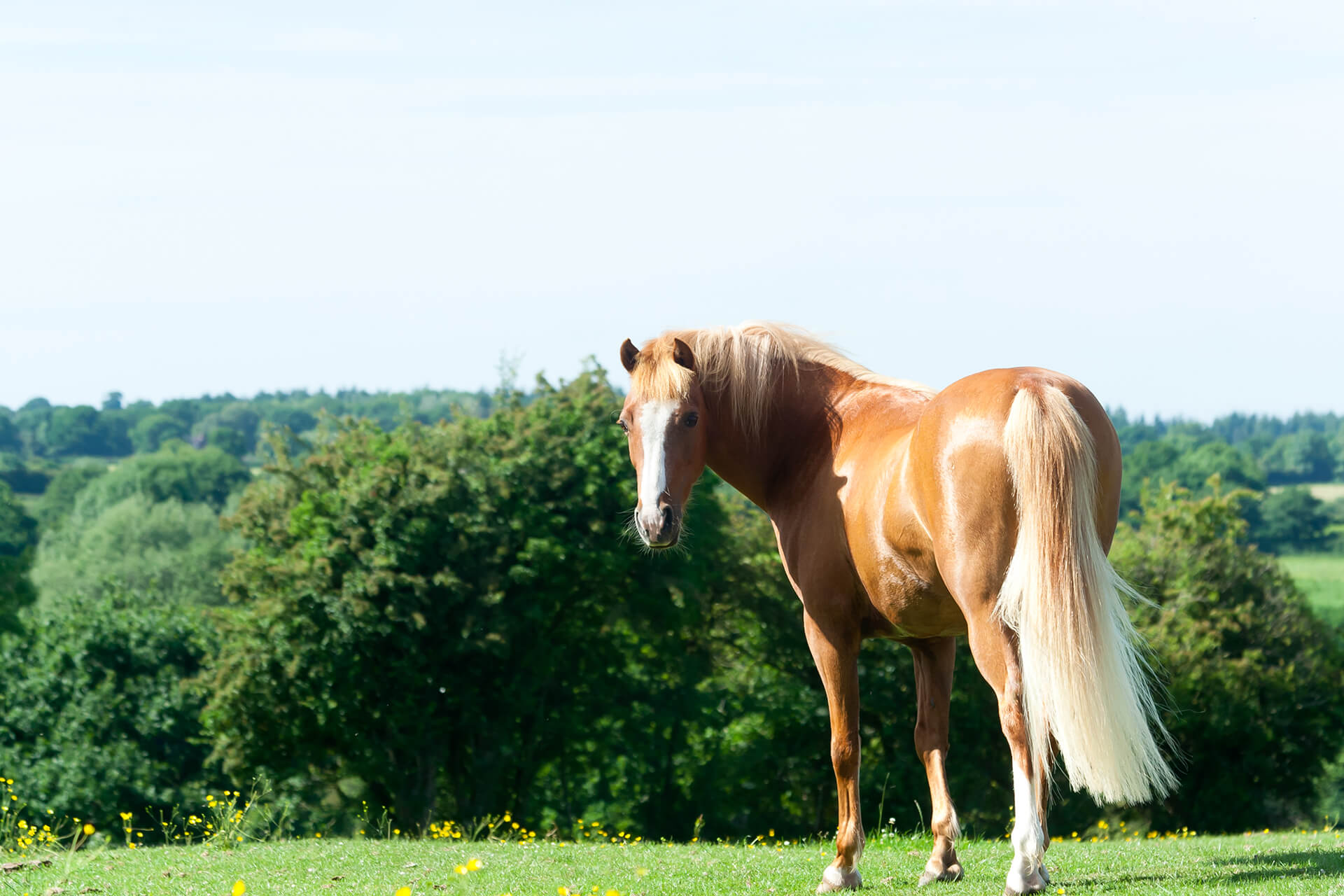 measure-horse-fitness