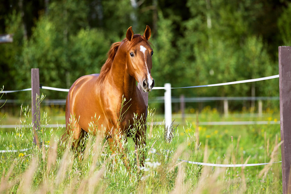 Hearts & Horses