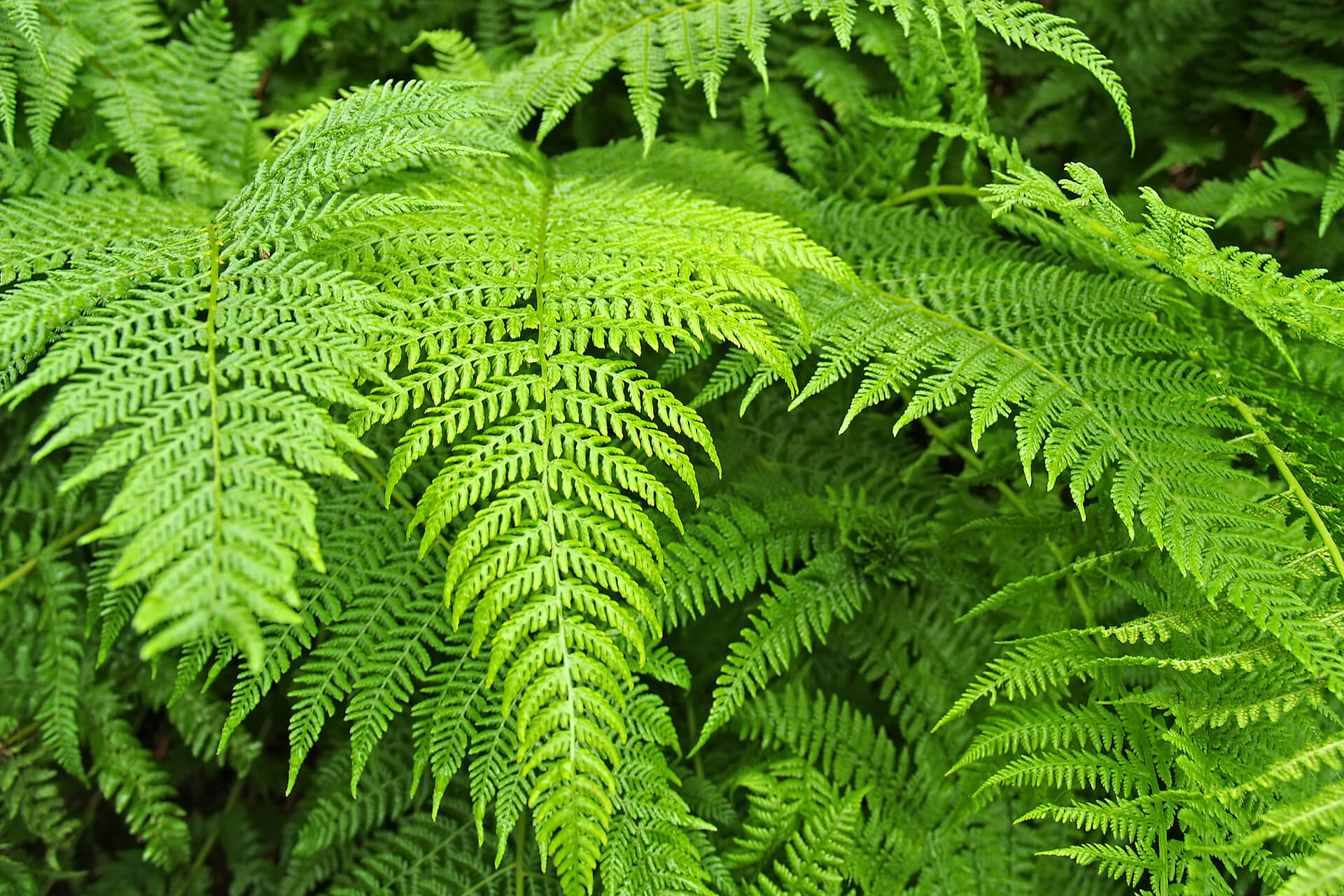 poisonous-plants-for-horses