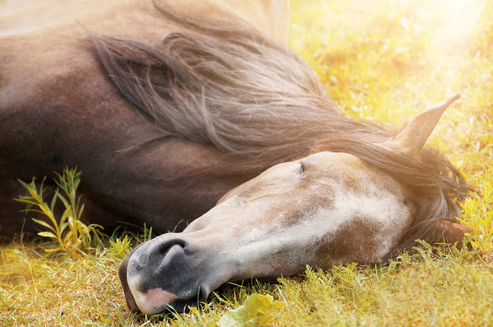 Horse laying in the sun