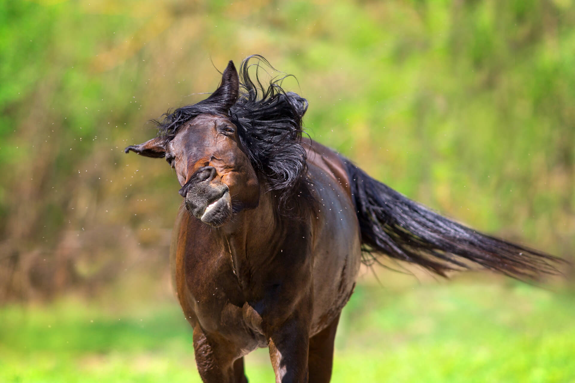 horse shaking head