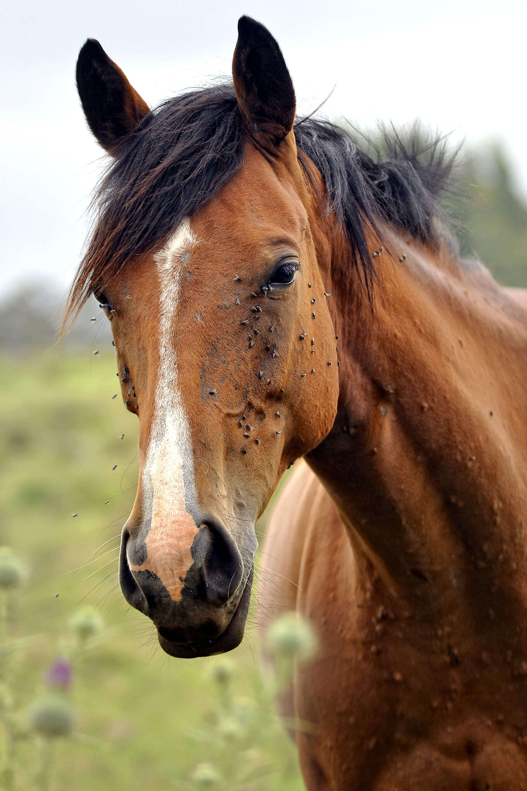Horse covered in flies