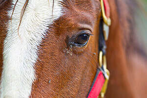 the-importance-of-fly-control-for-healthy-horses