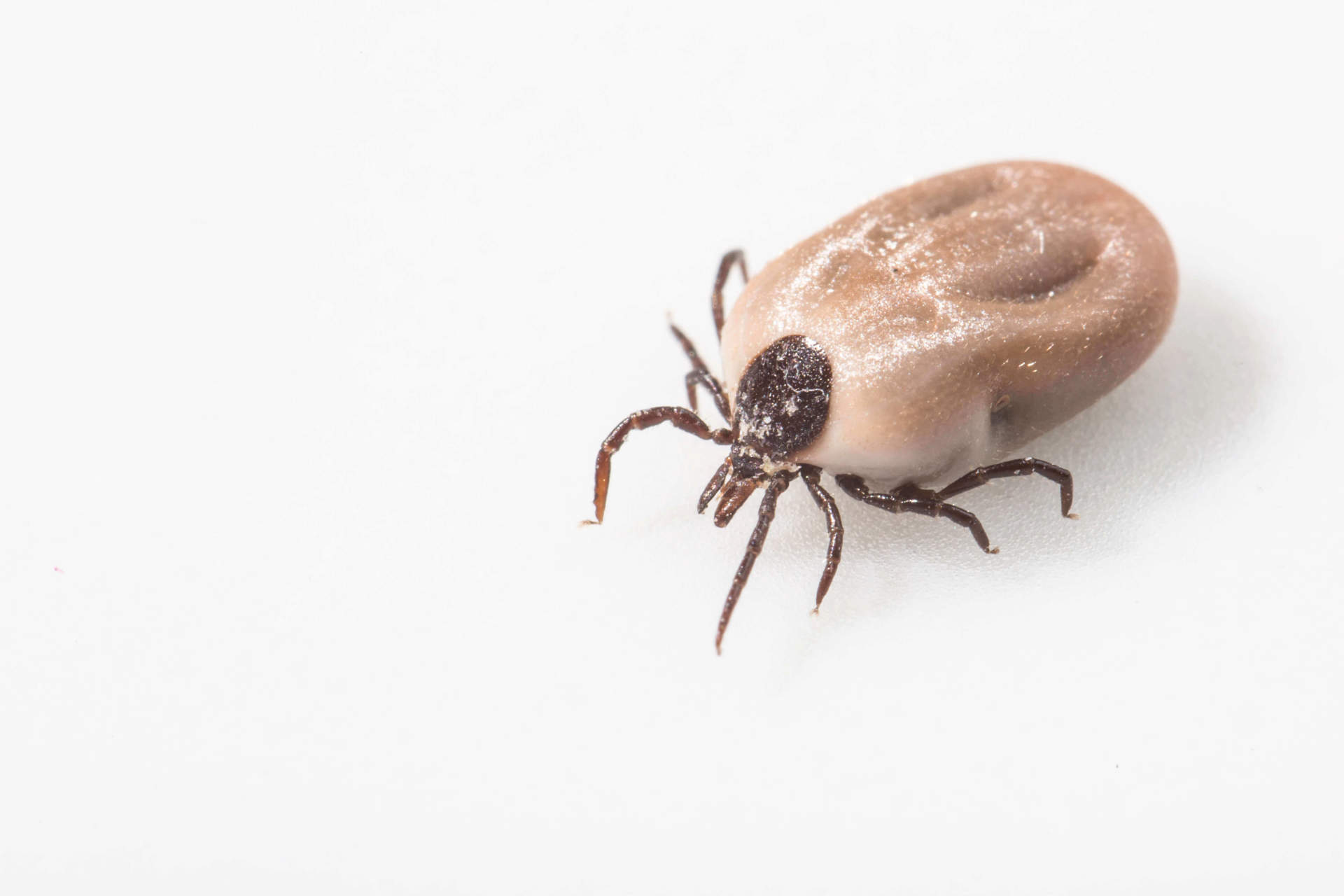 can humans get ticks from dogs