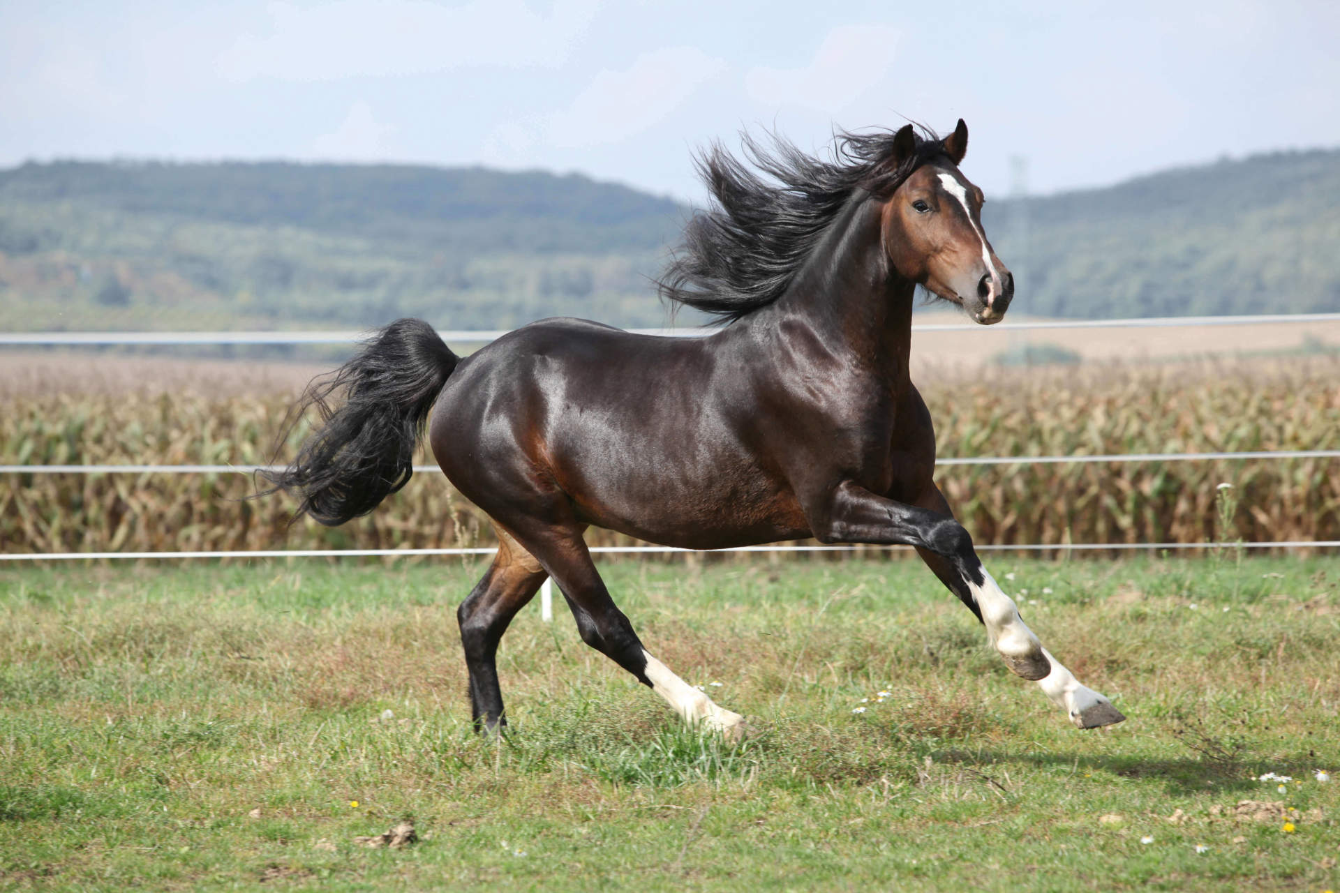 how to trim a horse mane