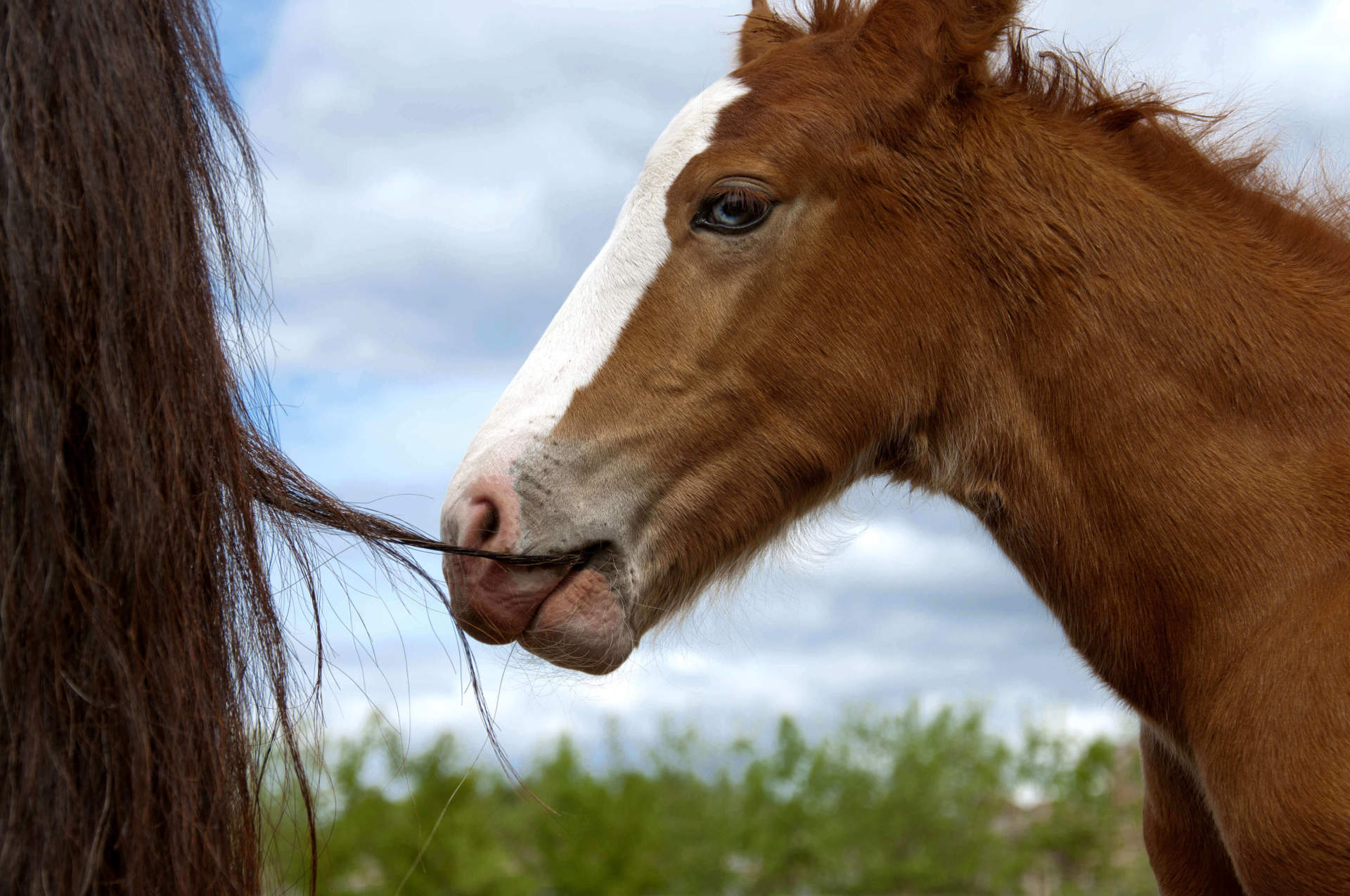 The Mane Attraction – Tips for Achieving a Beautiful Mane & Tail