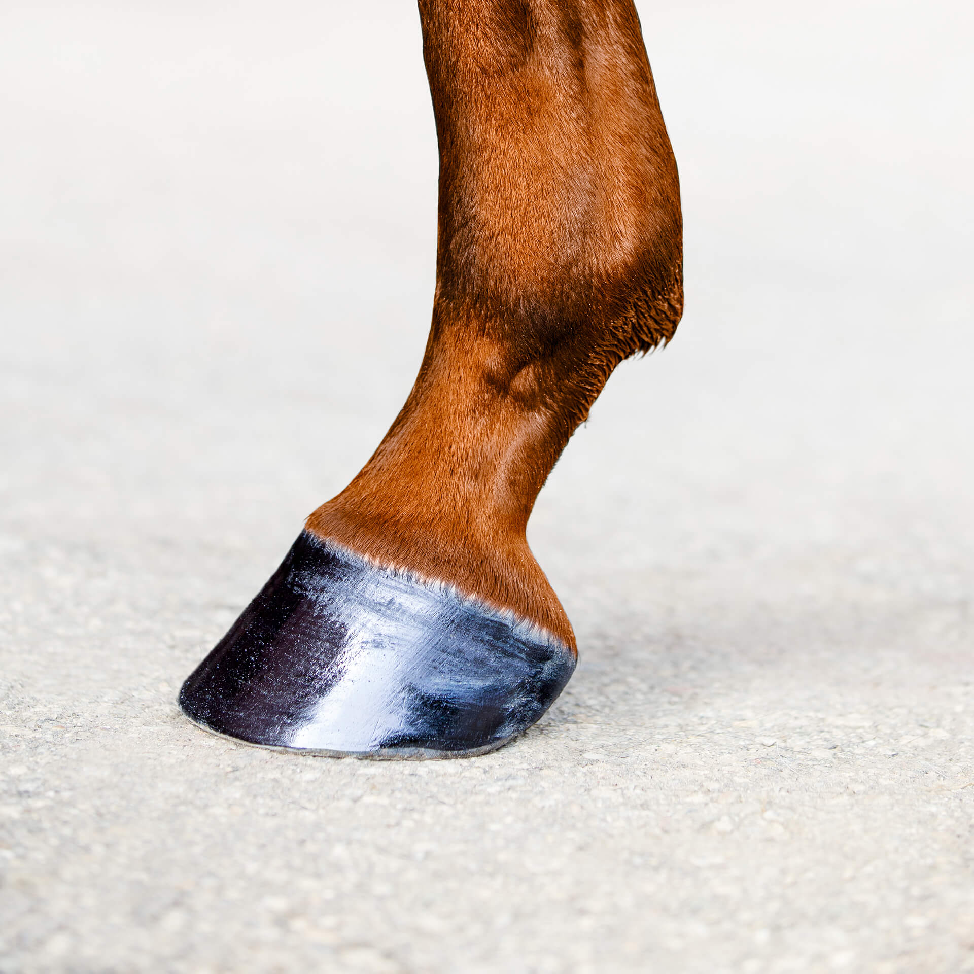 Healthy Horse Hoof