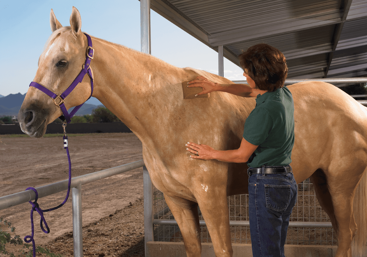 Horse Grooming