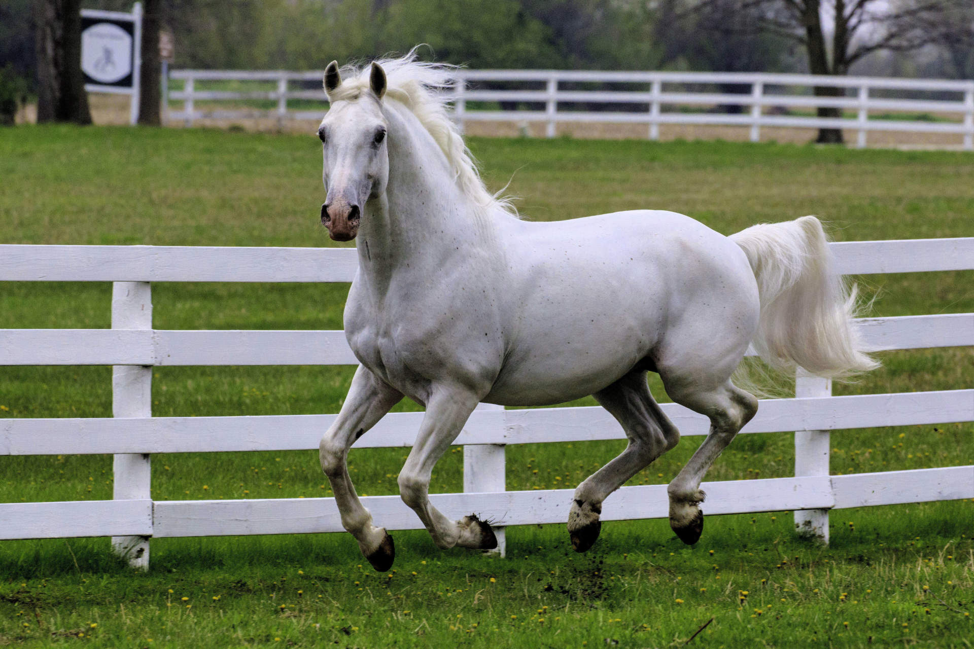 A Guide to Equine Insurance Policies