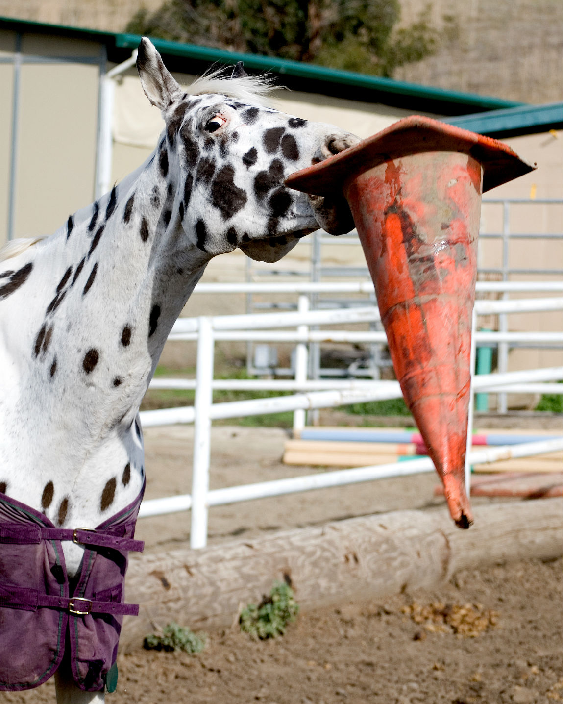 Breaking Boredom Horse Toys To The Rescue