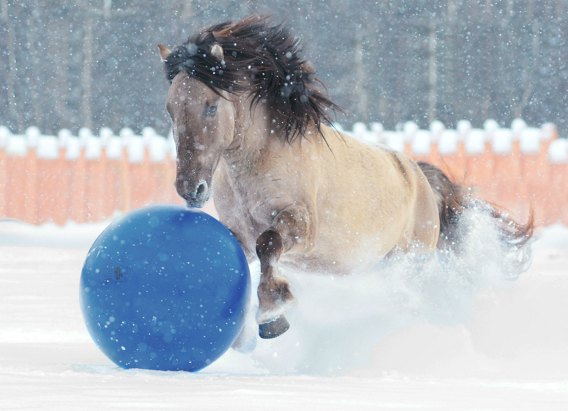 horse playing with ball in snow