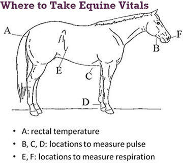 in-case-of-a-horse-emergency-expert-advice-from-dr-richard-godbee