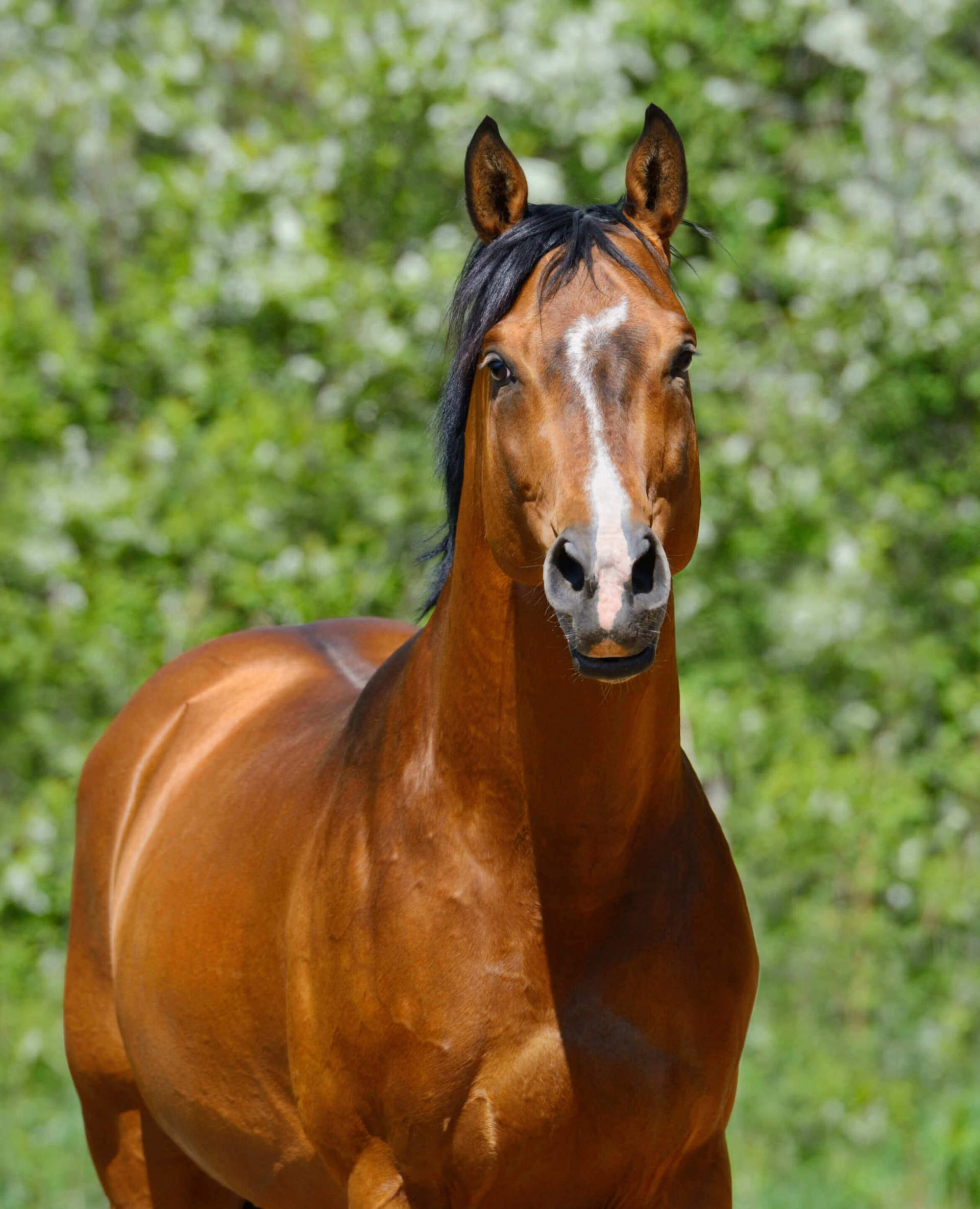 more-than-meets-the-eye---understanding-equine-vision