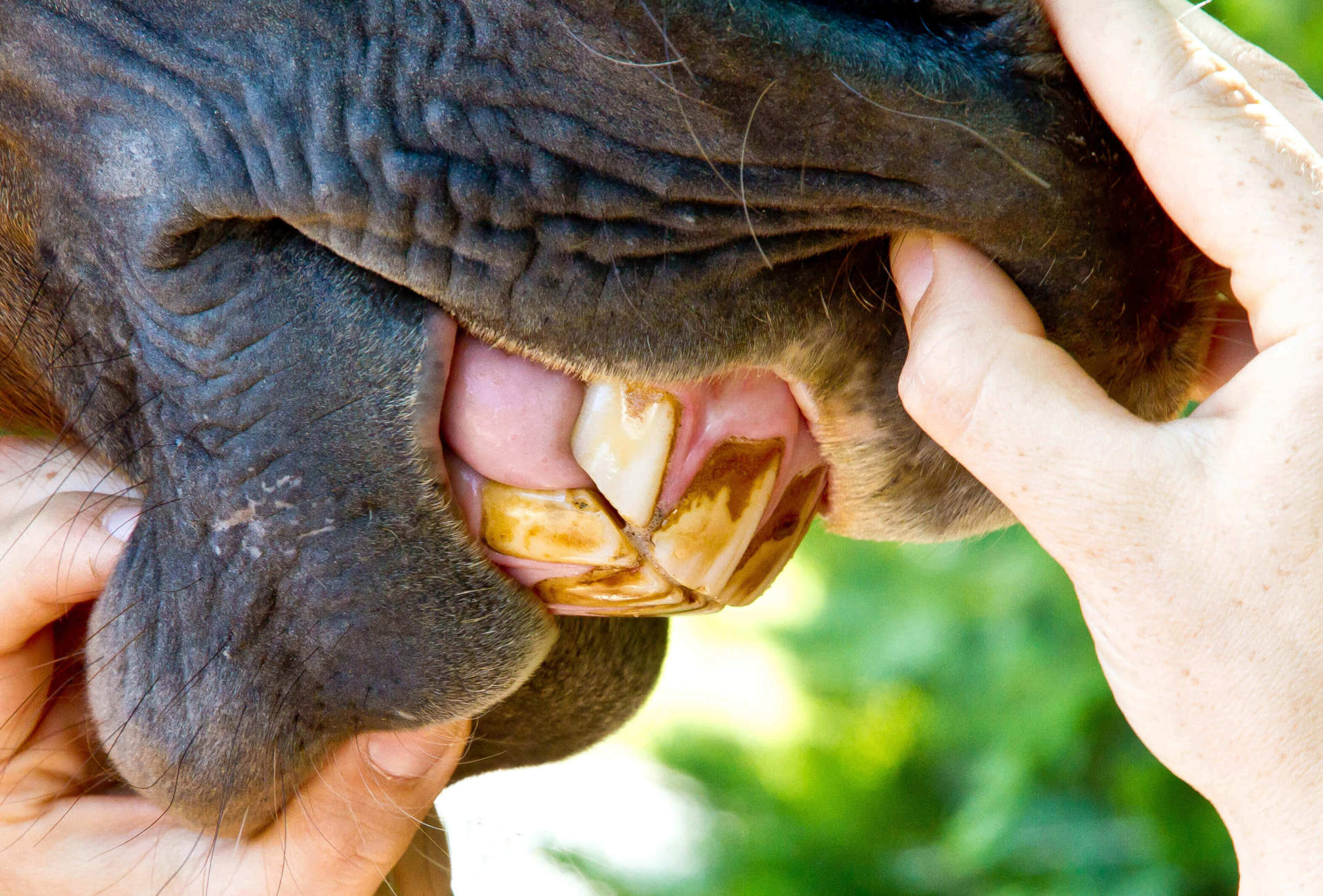 signs-that-your-horse-may-need-a-dental-check-up