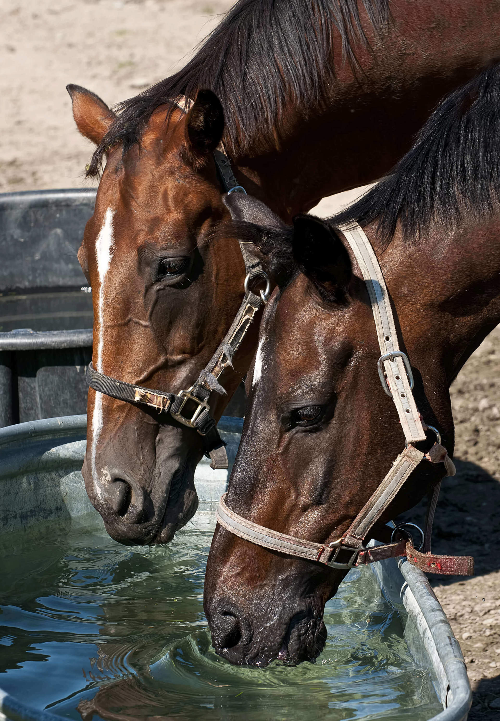 Two Horses Drinking Water
