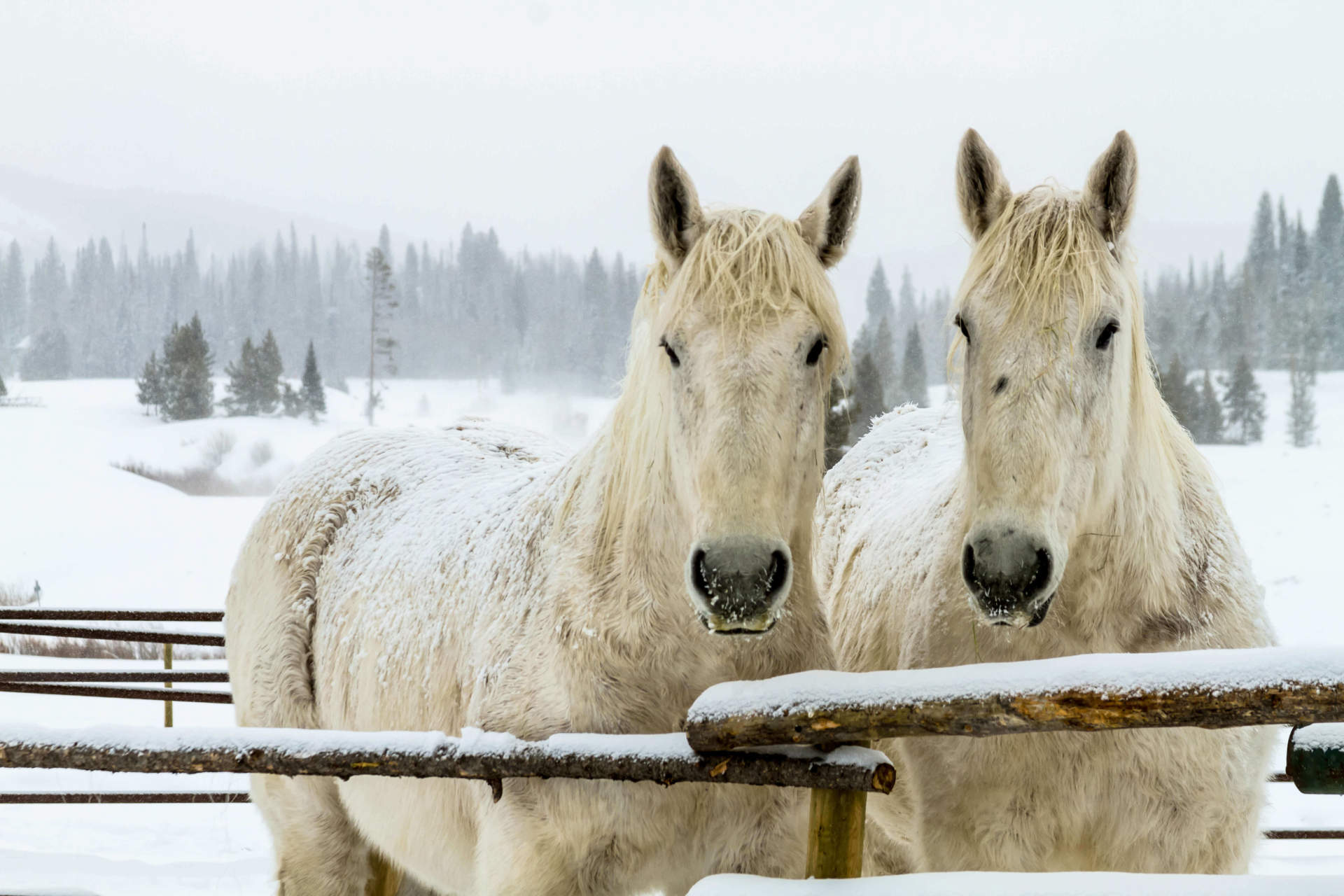 Two White Horse in the Snow