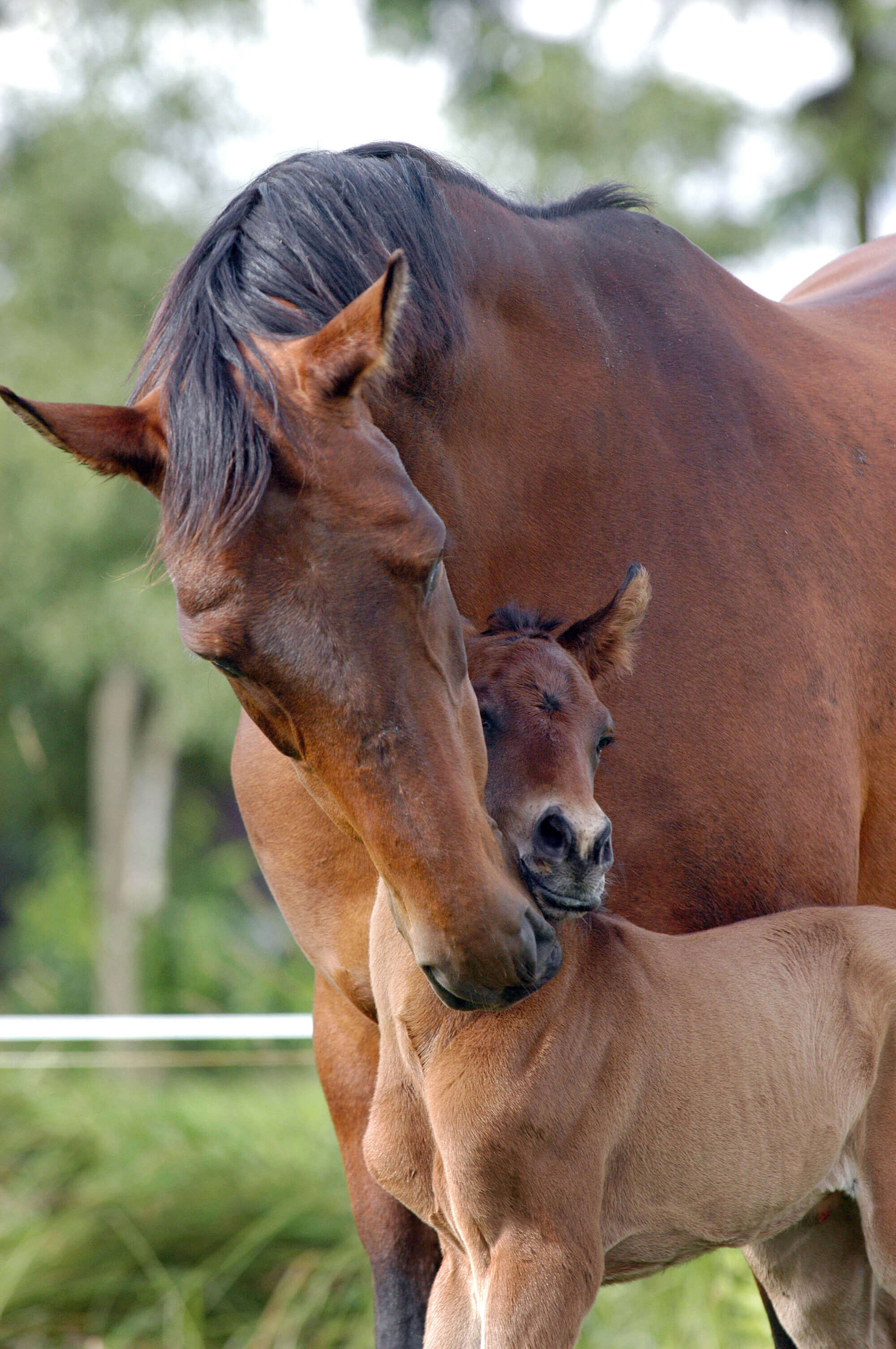 Adult Horse with young horse