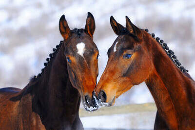 Two Horses in snow