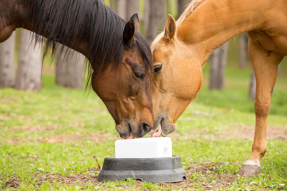 The Importance of Electrolytes for Horses