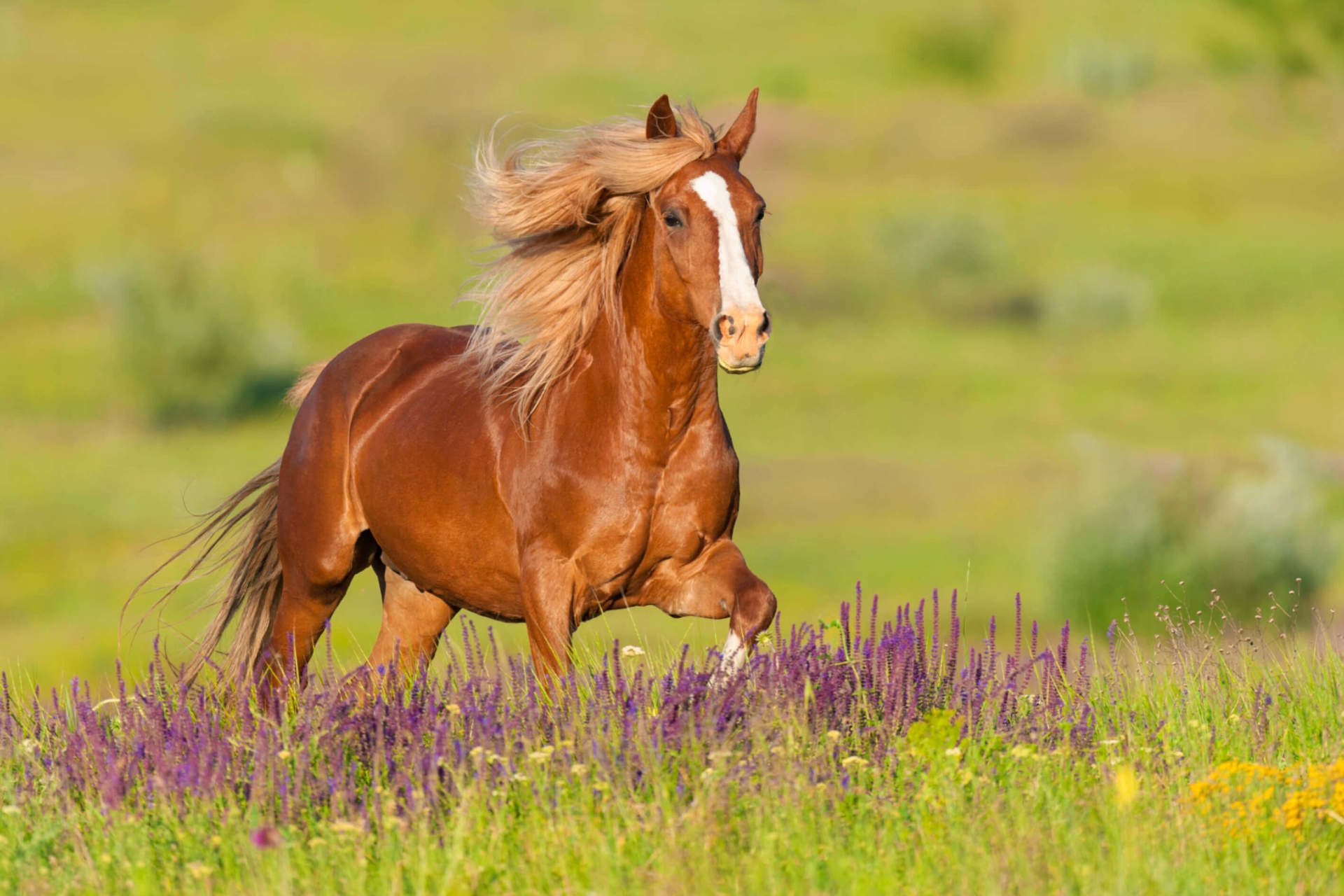 Horse Running in a Field