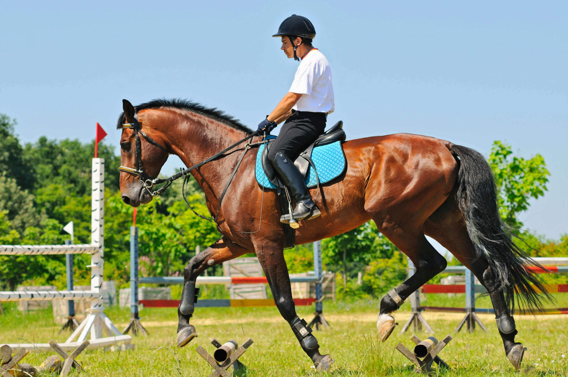 Click With Your Horse The Basics On Clicker Training click-with-your-horse-the-basics-on-clicker-training