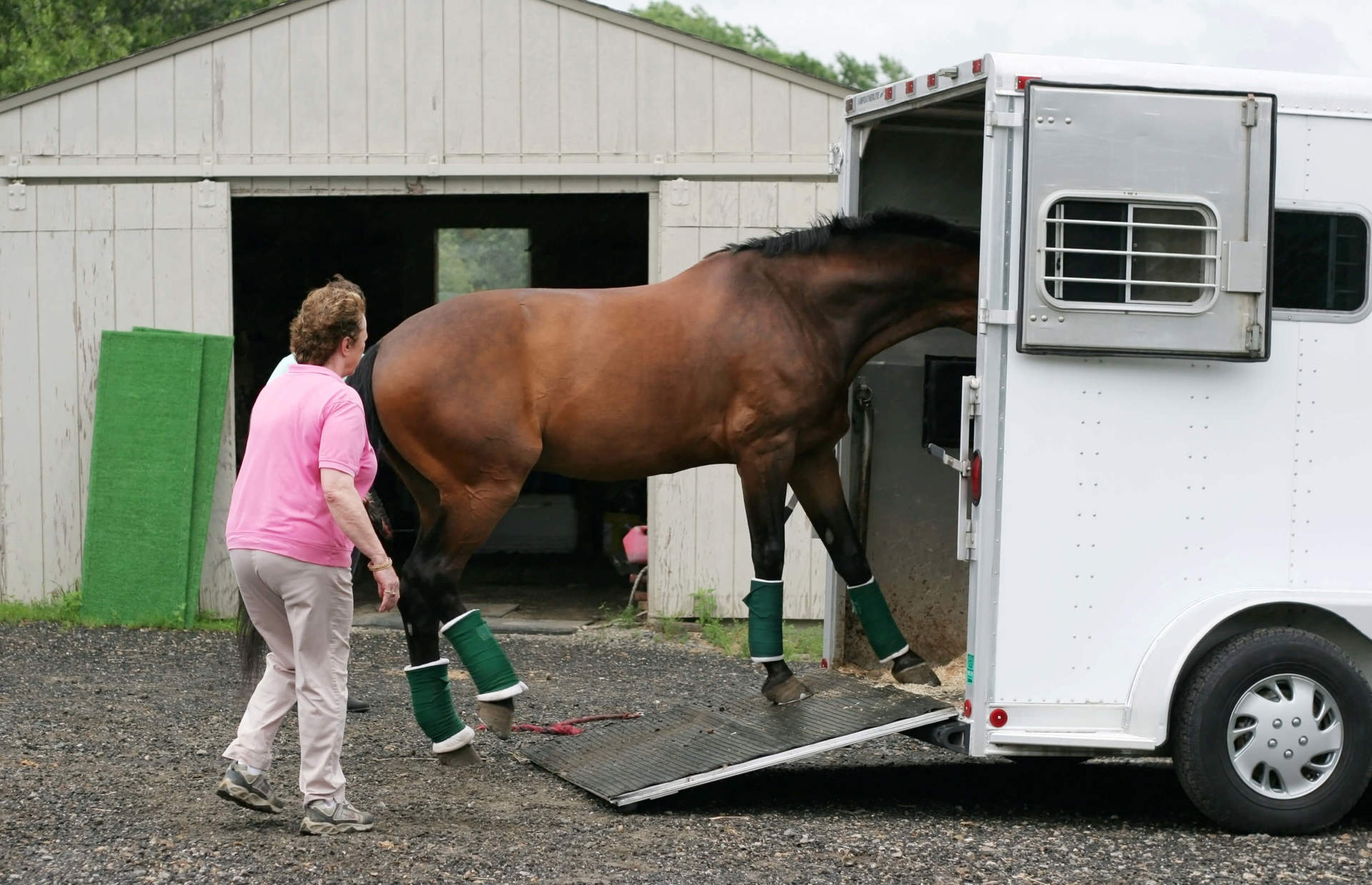 Horse getting into a Trailer