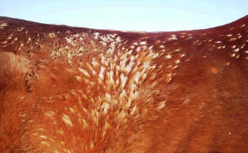 winter-effects-on-equine-skin-hooves