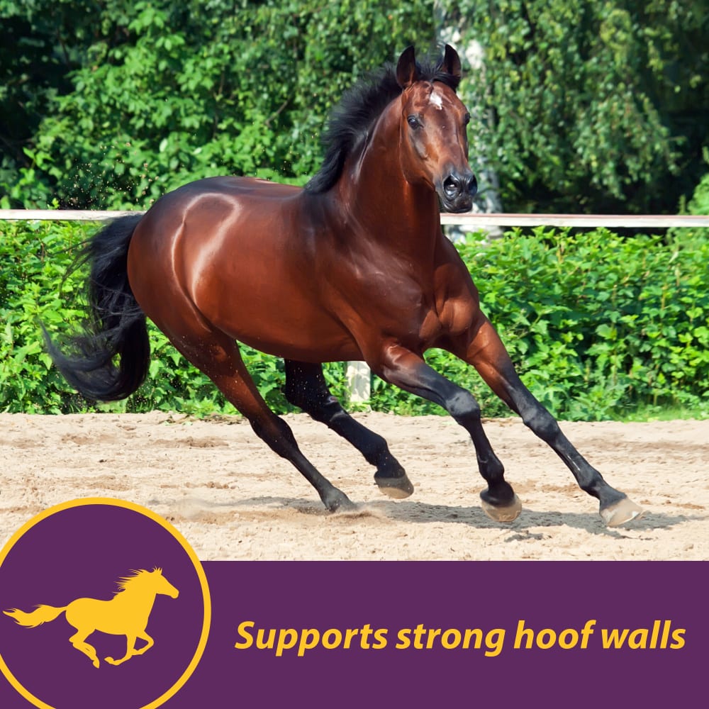 horsehealth-products-vitabiotin-other-images3
