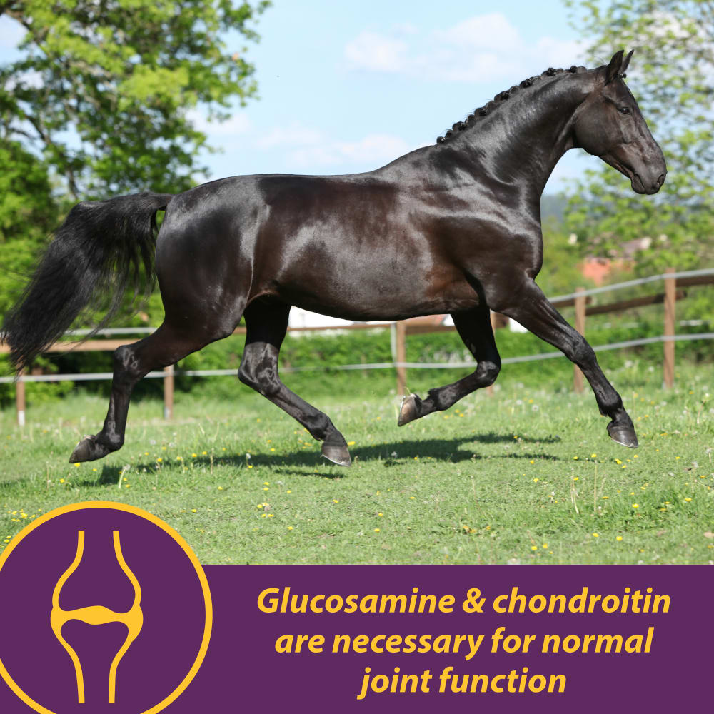 horse-health-jointcomboclassic-other-images3