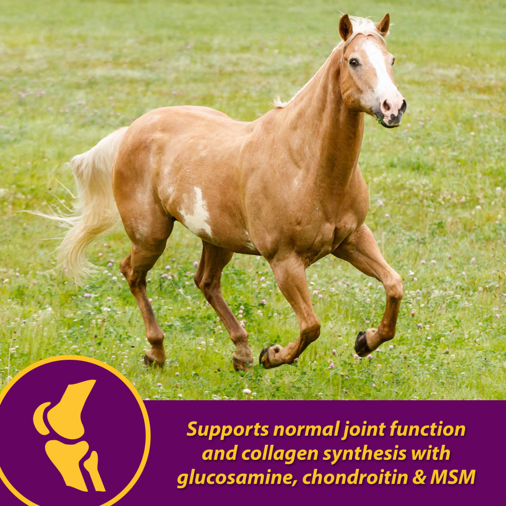 086621051171-horsehealthproducts-jointcombohoofandcoat8lbs-horserunning-informational-images