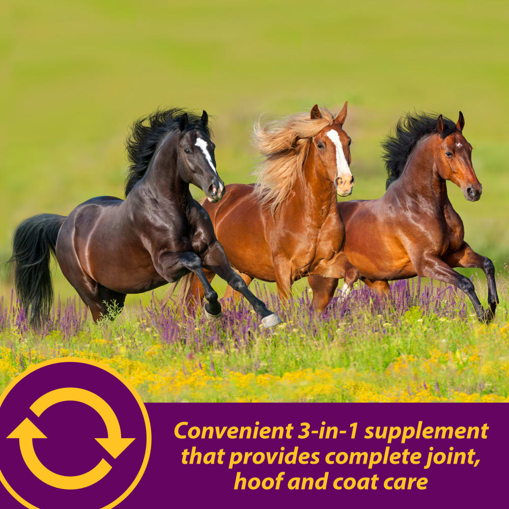 horse-health-joint-combo-hoof-coat-other-images-2
