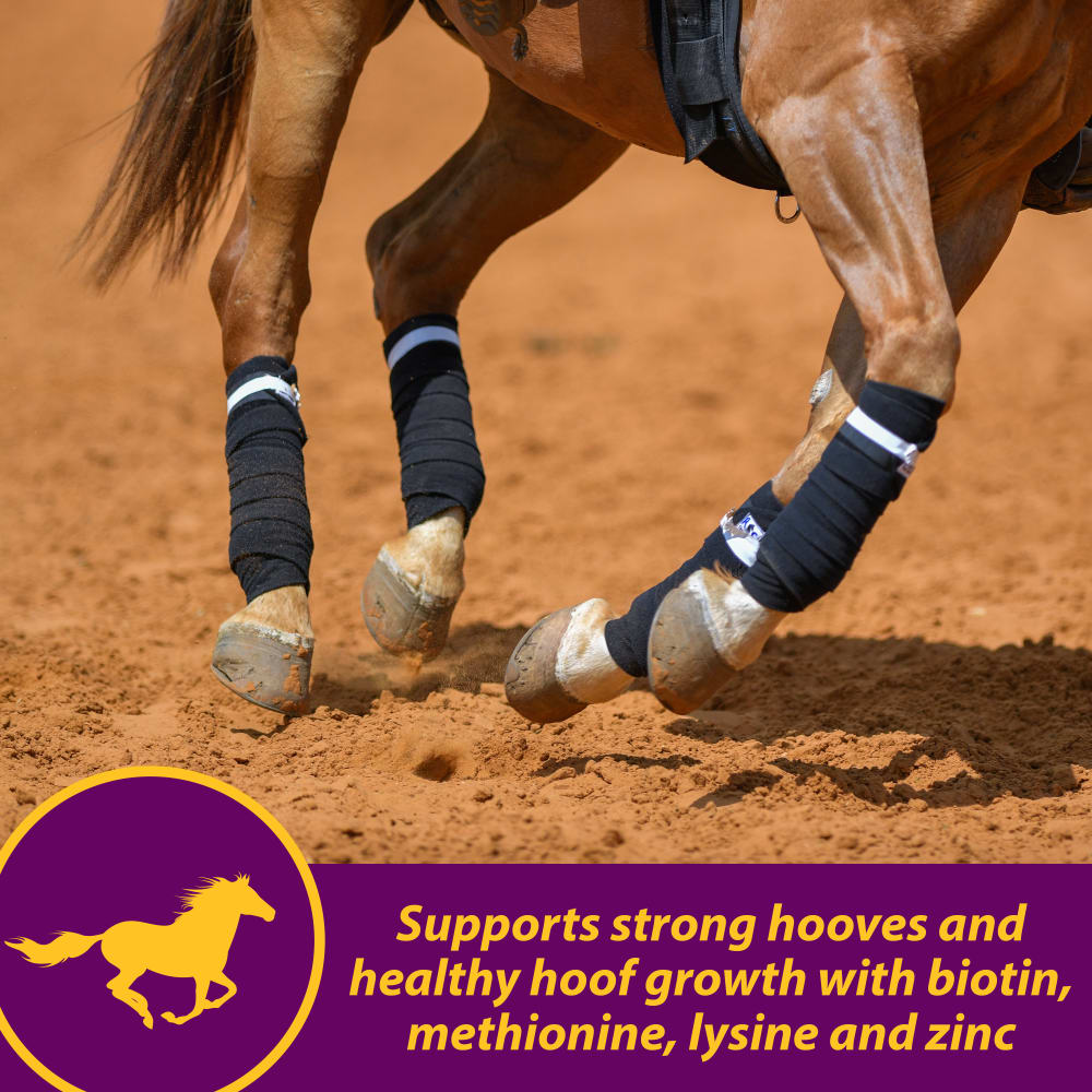 horse-health-joint-combo-hoof-coat-other-images-5