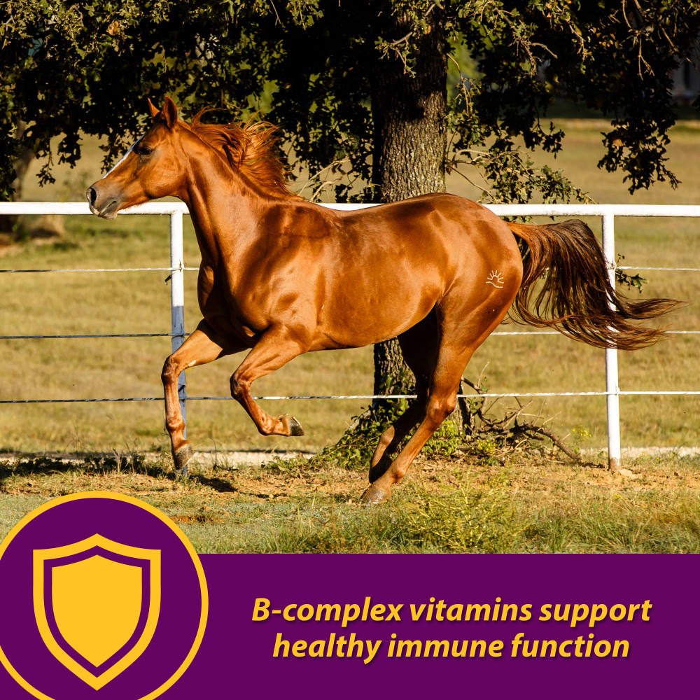 086621741102-horsehealth-redcellgallon-informational-images