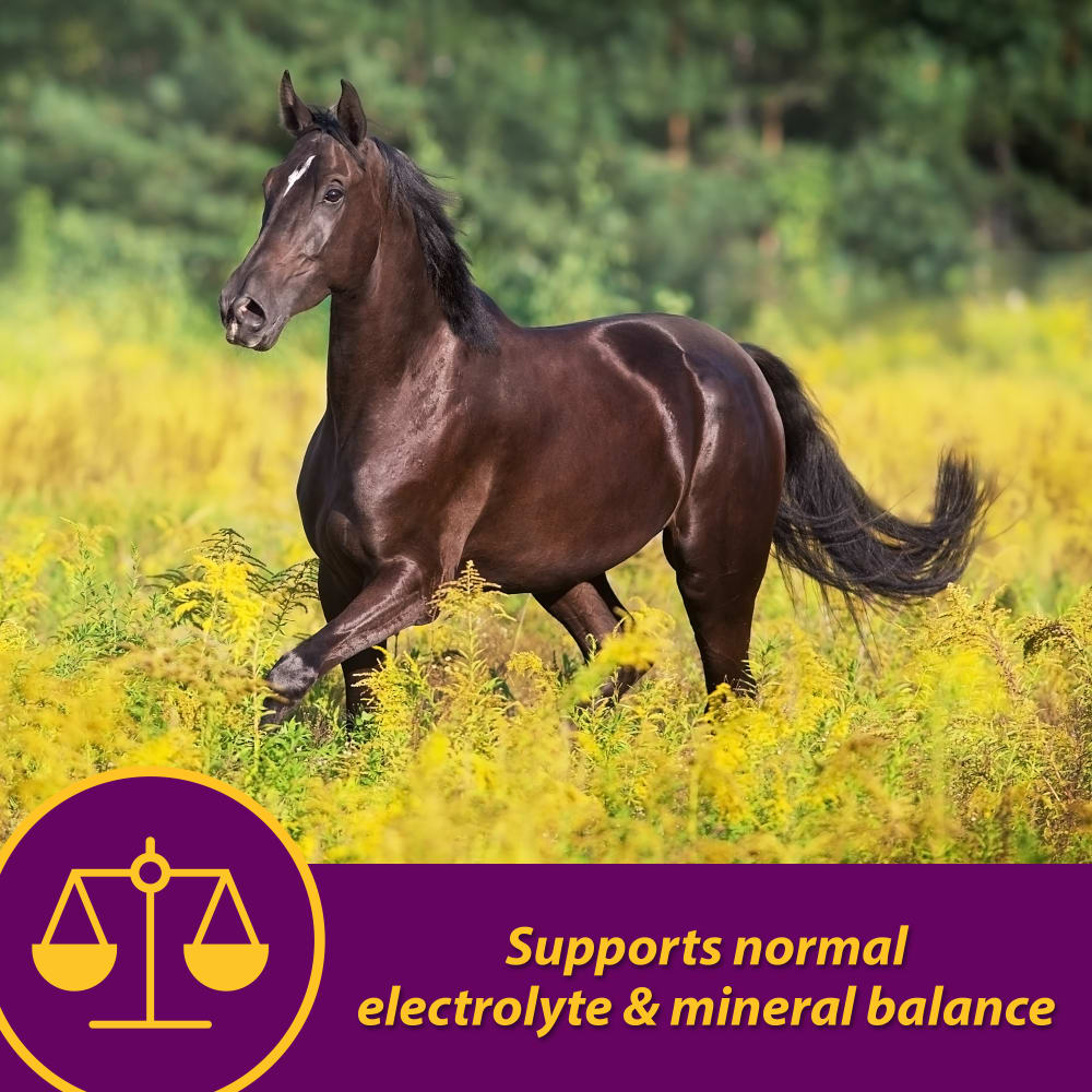 horse-health-apple-dex-electrolyte-other-images3